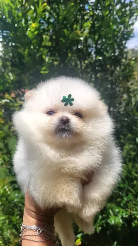 Spitz alemão ursinho com 52 dias vermifugado e vacinado