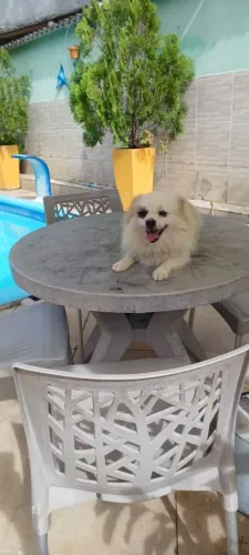 Lulu da pomerania jovem macho