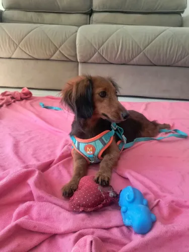 Dachshund fêmea pelo longos