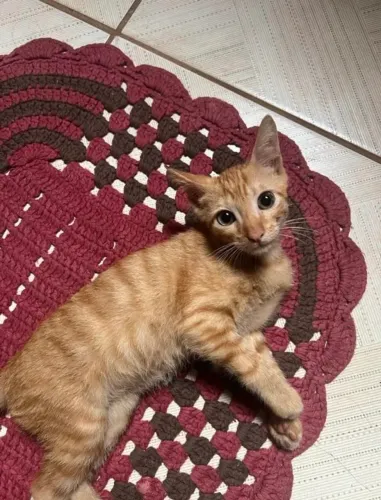 Doa-se gatinhos fofos