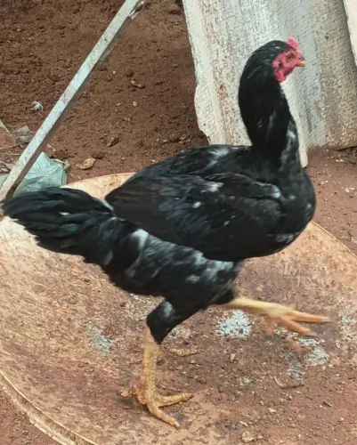 Vendo frango e galinha
