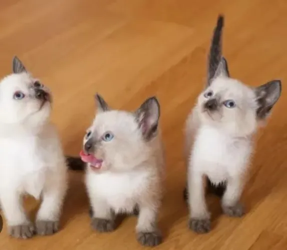 Gatinhos siames disponível 