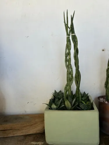 Plantas, Lança de São Jorge.