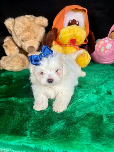 Maltês machinho pequenininho disponível