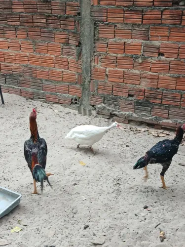 Capote branco