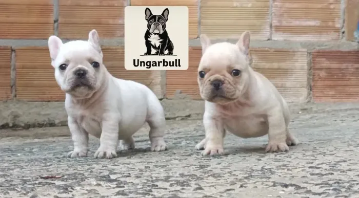 Filhotes de bulldog francês fêmeas creme 