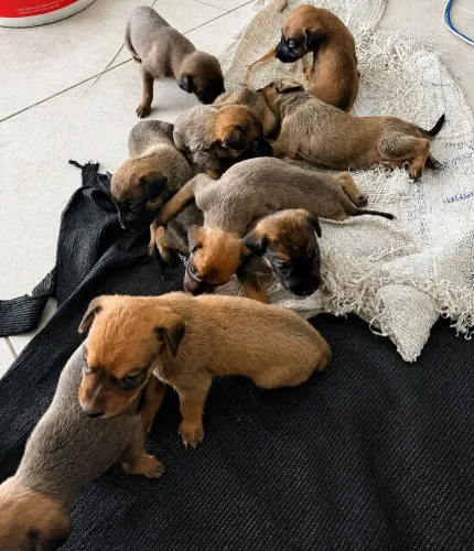 Cachorros para doação