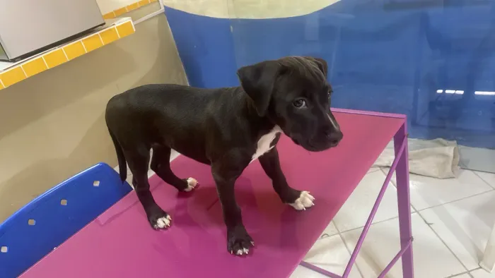 Filhote fêmea pitbull