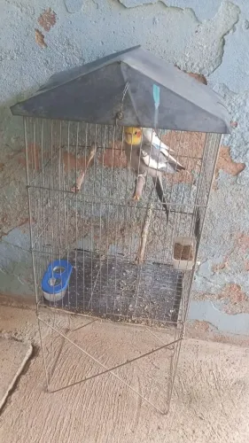Vendo no preço 
