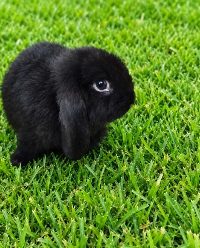 Coelho da raça mini lop uruguaio.