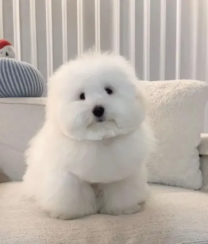 Coton De Tulear