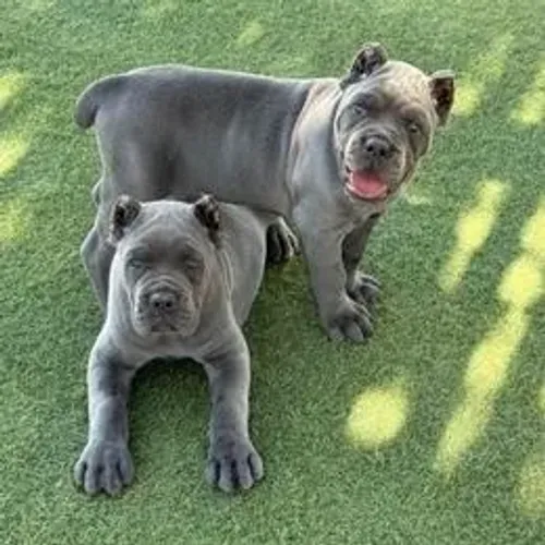 Cane Corso,Cane Corso Filhote Muito Amoroso e Dócil