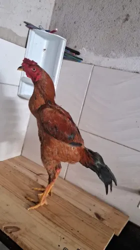 Frango