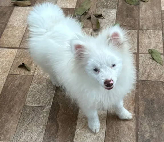Lulu na troca de pêlos