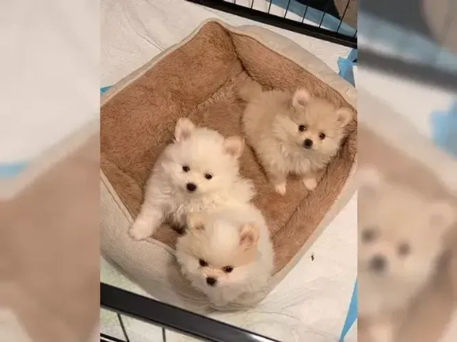 Filhote de cachorro esperto e dócil Spitz Alemão/ Lulu da Pomerânia/ anão/ anãozinho