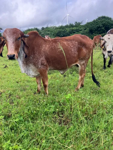 Vendo novilhas gir leiteiro PO