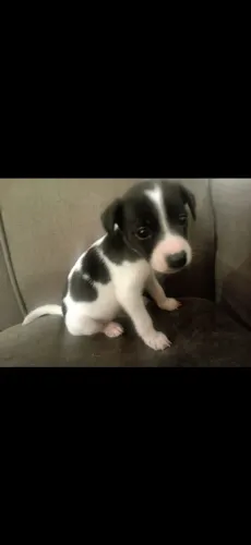 Doa se lindo filhote, 3 meses -Santo André SP