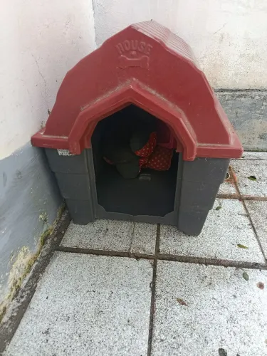 Casinha de cachorro