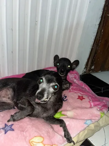 Casal de pinches doação