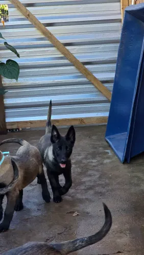 Filhotes de Pastor Belga Malinois