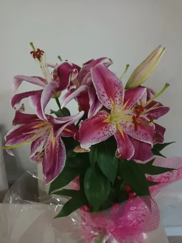 Flor lírio 