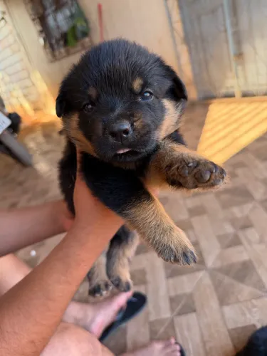 Disponível cachorro Rottweiler