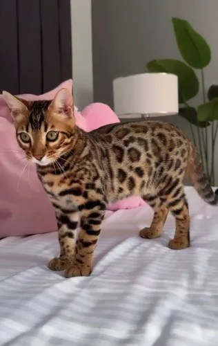 Filhotes Bengal