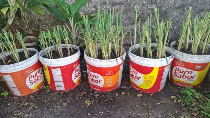 Capim Santo, planta. Valor varia entre 10,00 e 15,00 reais cada.