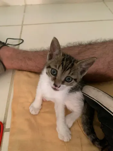 Gato para adoção