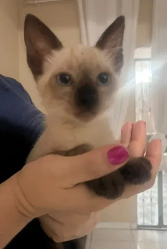 Adote um gatinho!! E seja feliz