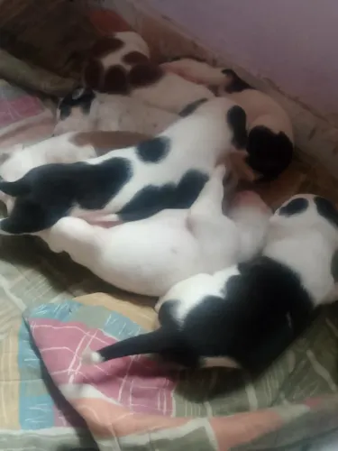 Filhos Pitbull