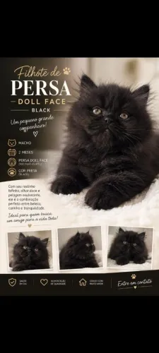 Persa Doll face Black