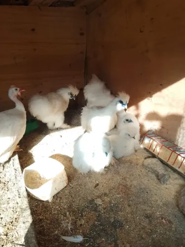 Vendo 4 lindos sedosos machinho por 100 todos 4