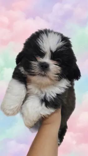 Filhotes de shih tzu