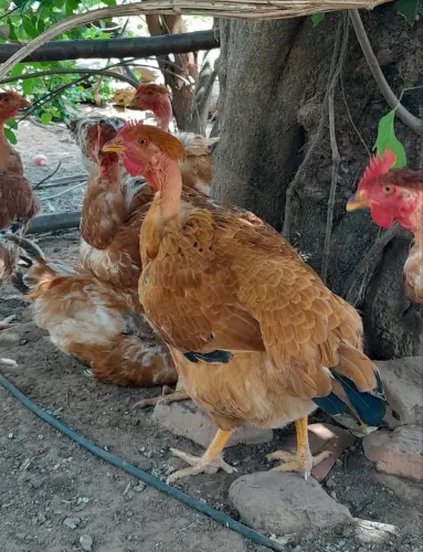 Galinha