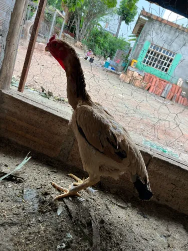 Galinha Índia bico curto cristã ferrão?