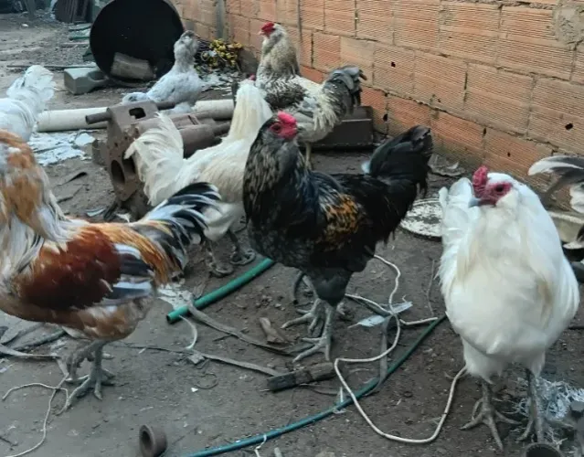 Aves Ameraucanas