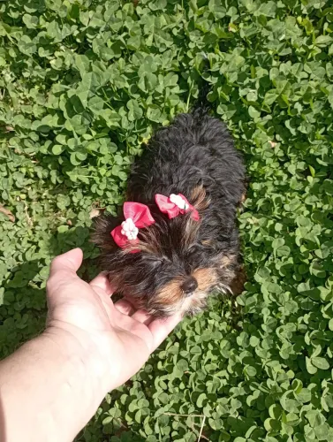 Yorkshire micro fêmea 3,5 meses