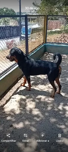 Rottweiler macho filhotão 1 ano valor 800 reais.