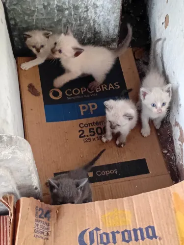 Gatinhos disponíveis para adoção responsável 
