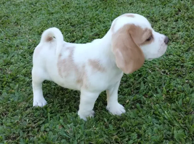 Filhotes de Beagle