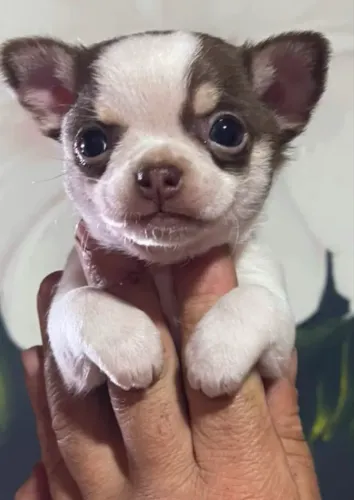 Filhote de chihuahua pelo curto