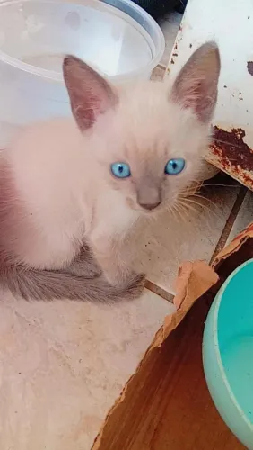 Gato