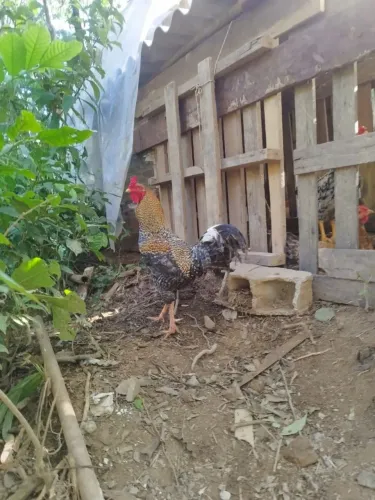 Galo carijo