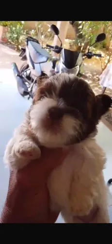 Vendo Cachoro da raça shih-tzu