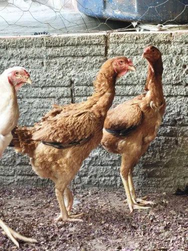 Galinhas índio gigante 