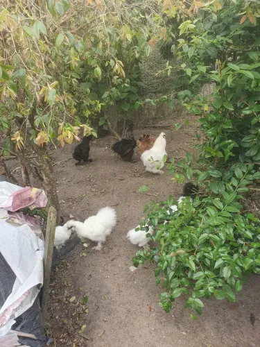 Galinhas sedosas
