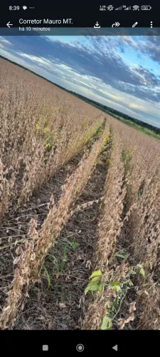 Fazenda 28.860hec em alto da boa vista MT. 490 milhões