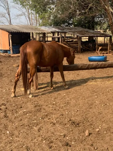 Égua