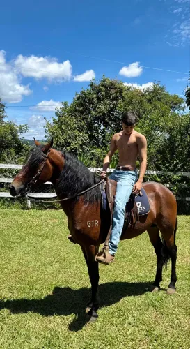 Mangalarga Marchador Reg. - Rubi do GTR - Sangue D2 - Produção Marcha Picada
